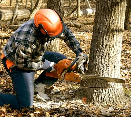 Tree Removal in Man, WV